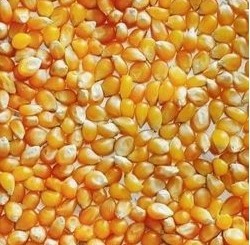 Maïs pour pop-corn - 1 Kg